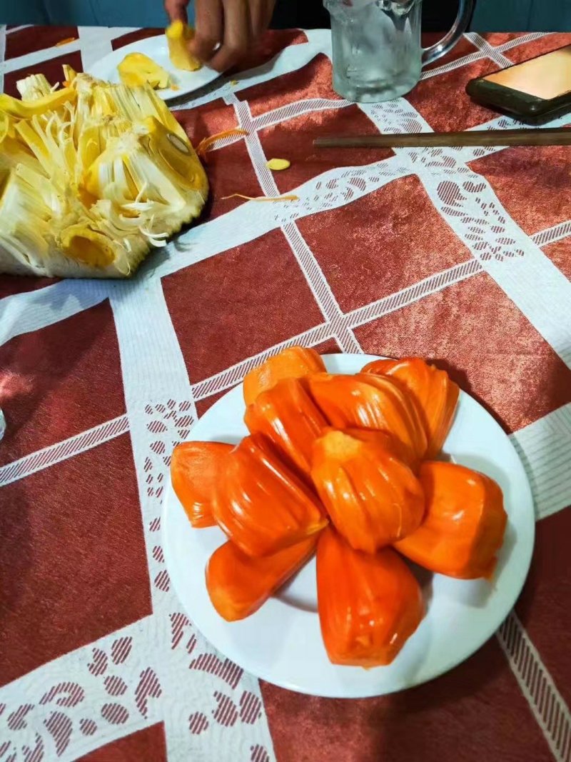 泰国红肉菠萝蜜苗菠萝苗马来西亚一号菠萝蜜苗包邮