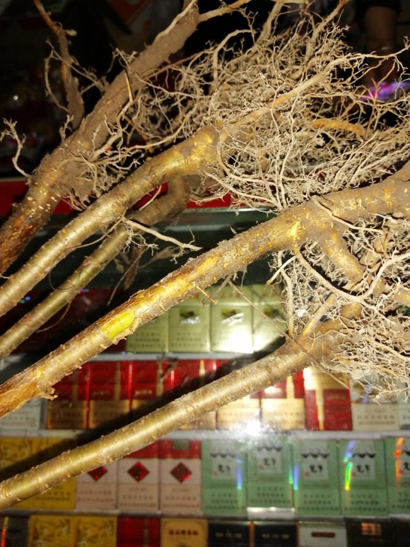 樱桃苗