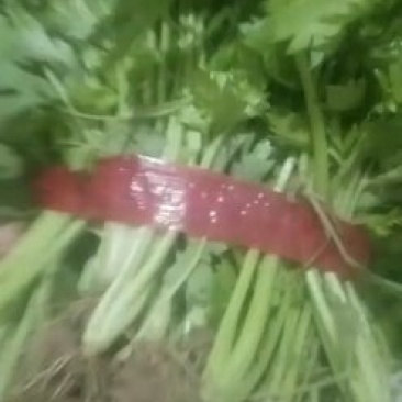 河南省滑县芹菜苗基地供应法国皇后芹菜苗货源充足