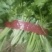 河南省滑县芹菜苗基地供应法国皇后芹菜苗货源充足
