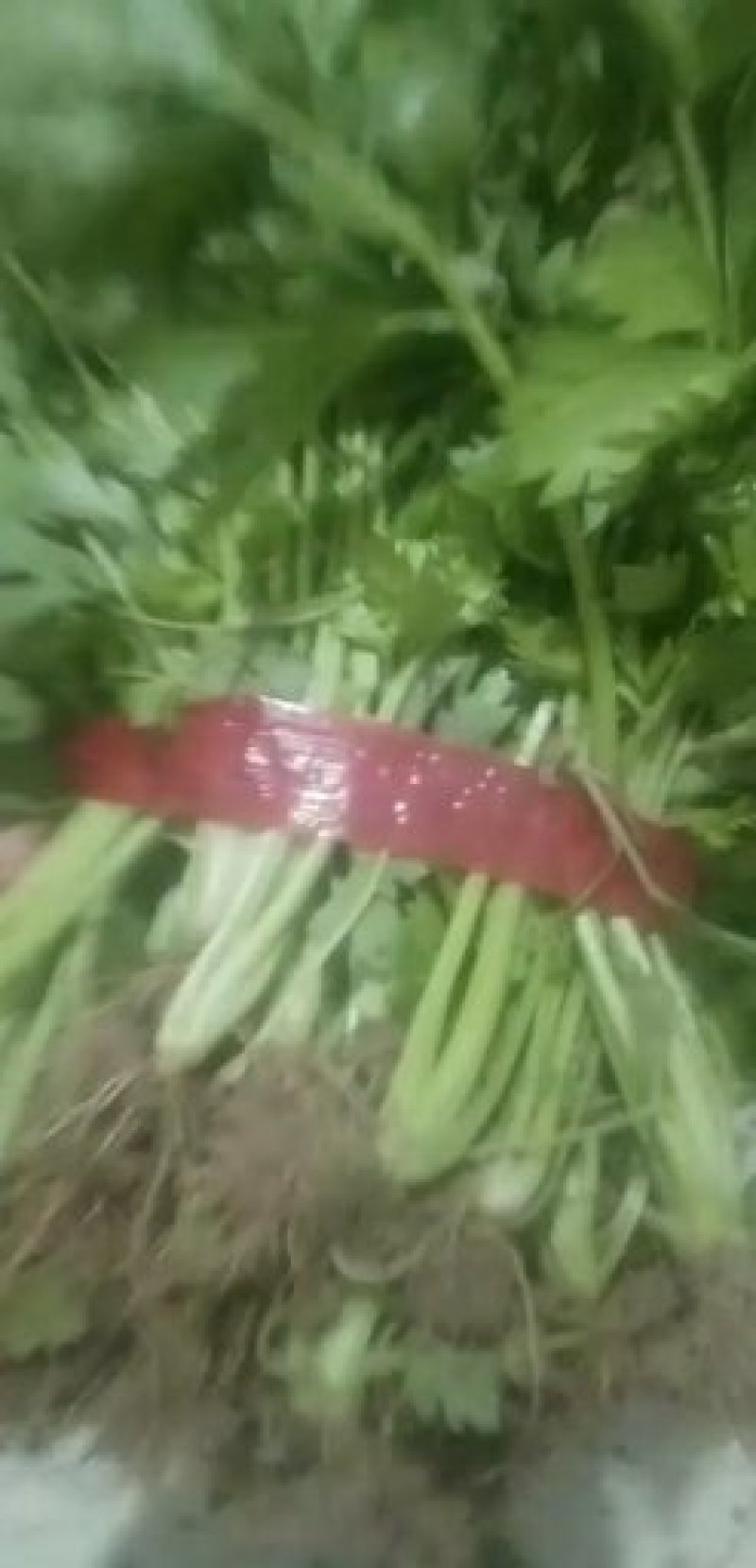 河南省滑县芹菜苗基地供应法国皇后芹菜苗货源充足