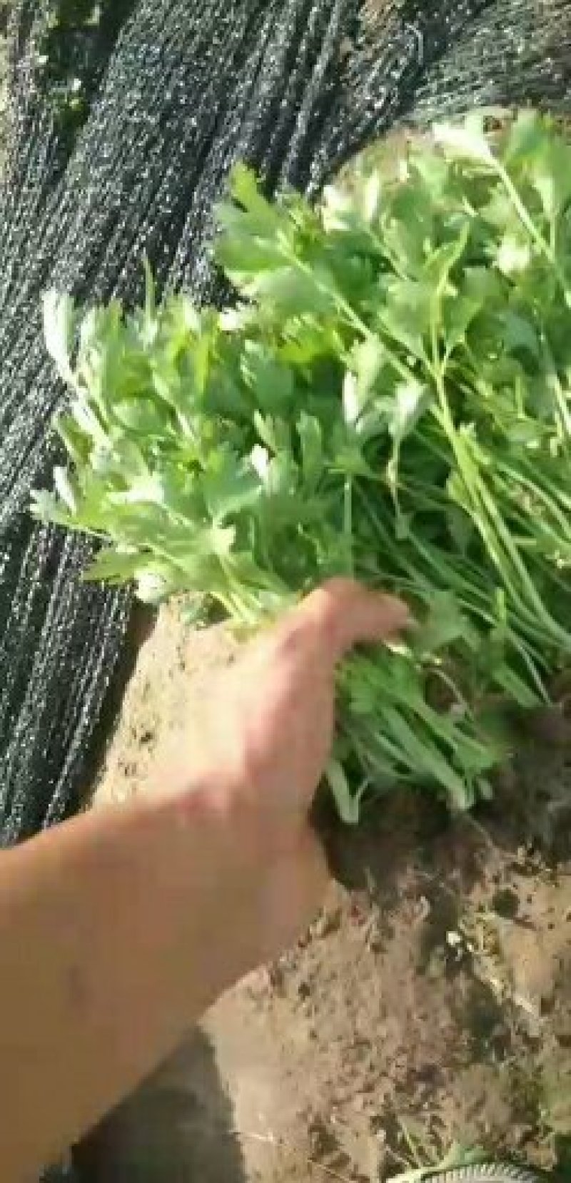 河南省滑县芹菜苗基地供应法国皇后芹菜苗货源充足