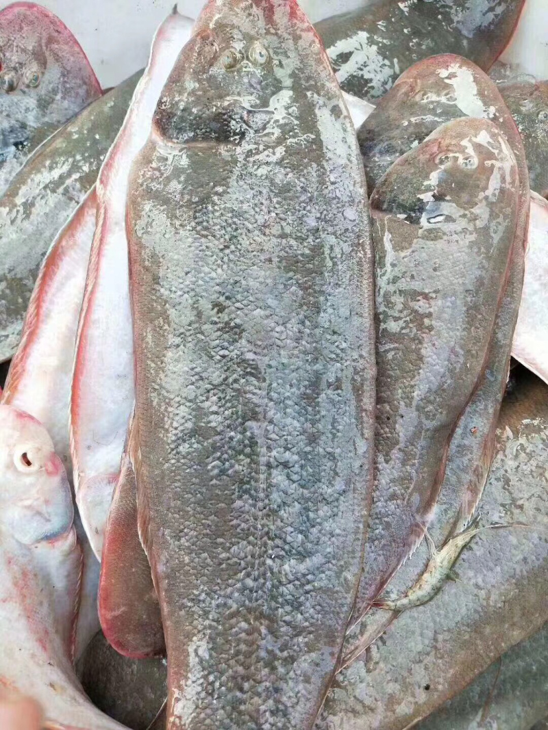 龙利鱼