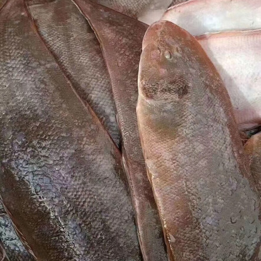 龙利鱼