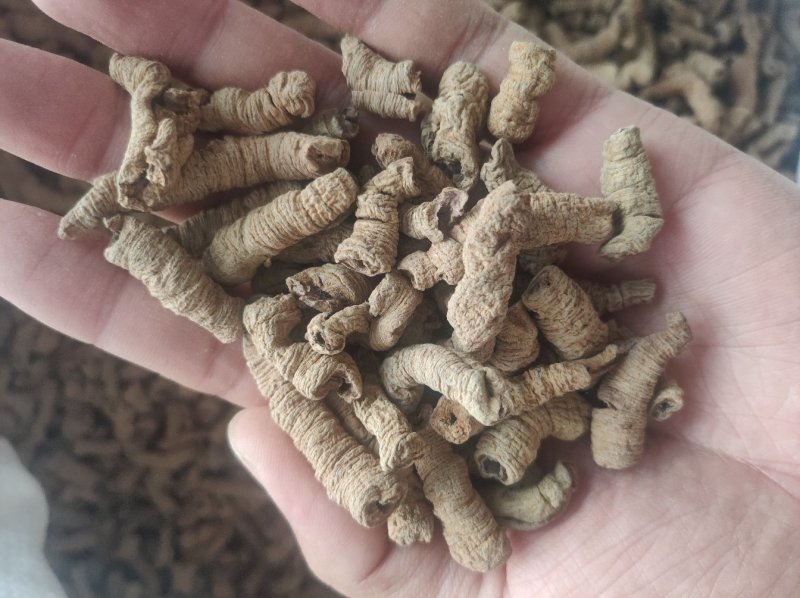 巴戟天，中大肉