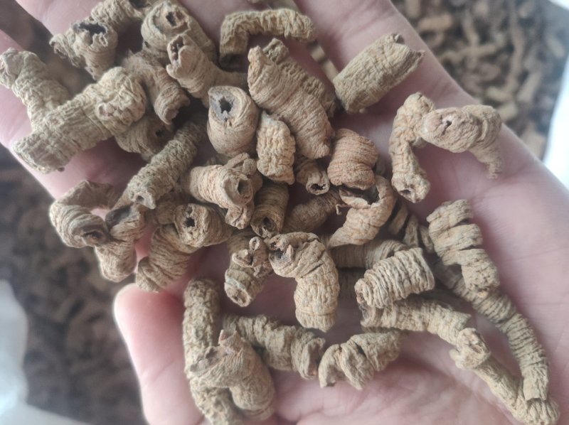 巴戟天，中大肉