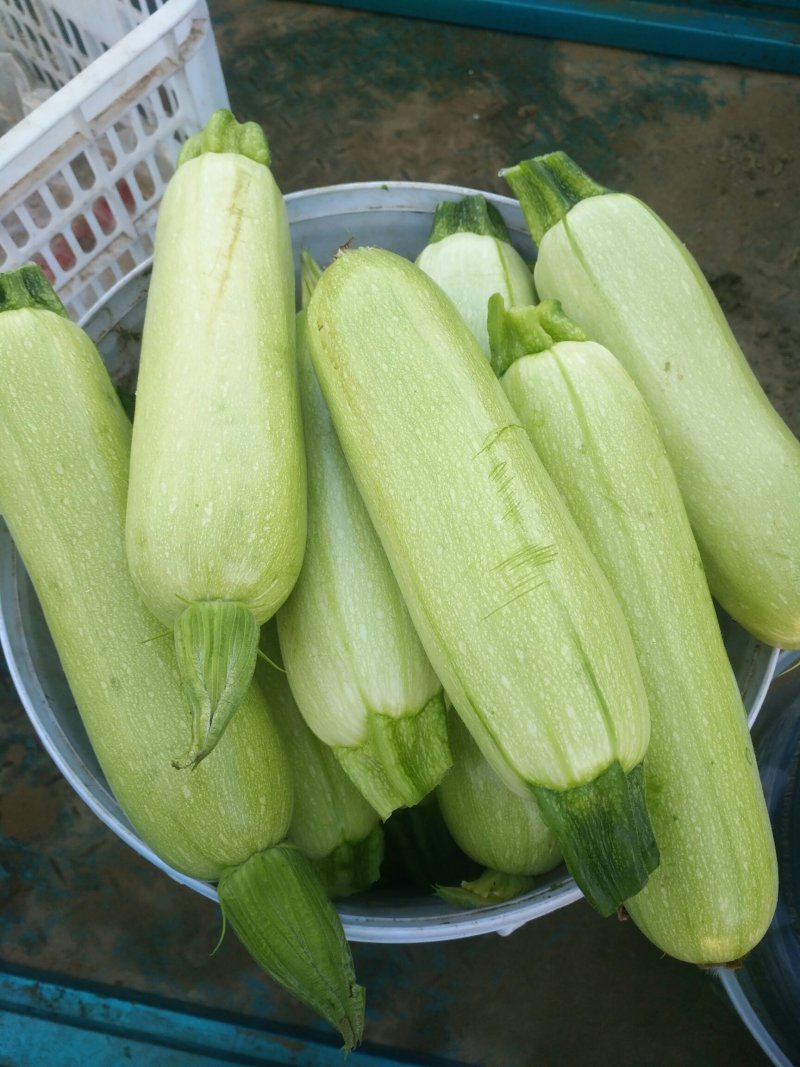 西葫芦