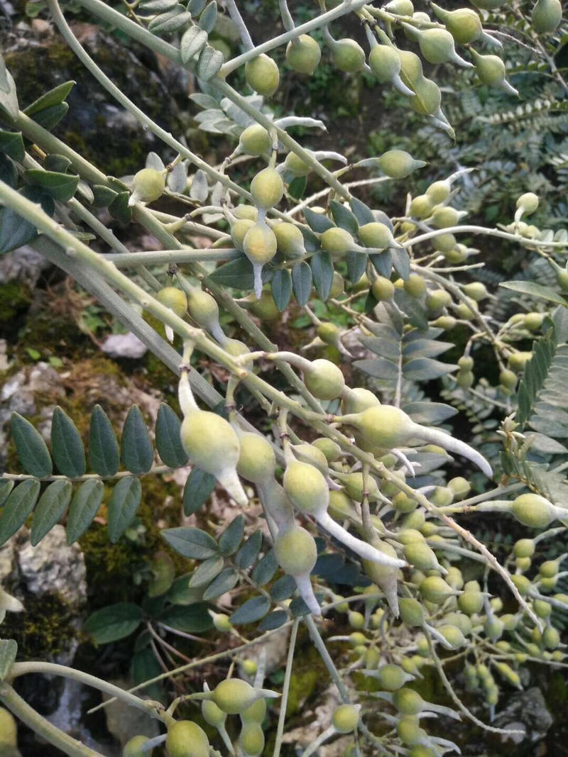 山豆根种子