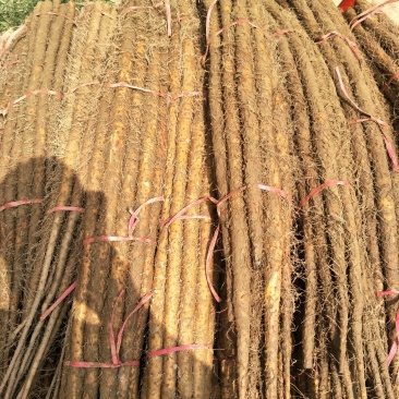 铁棍山药河北临漳冷库货