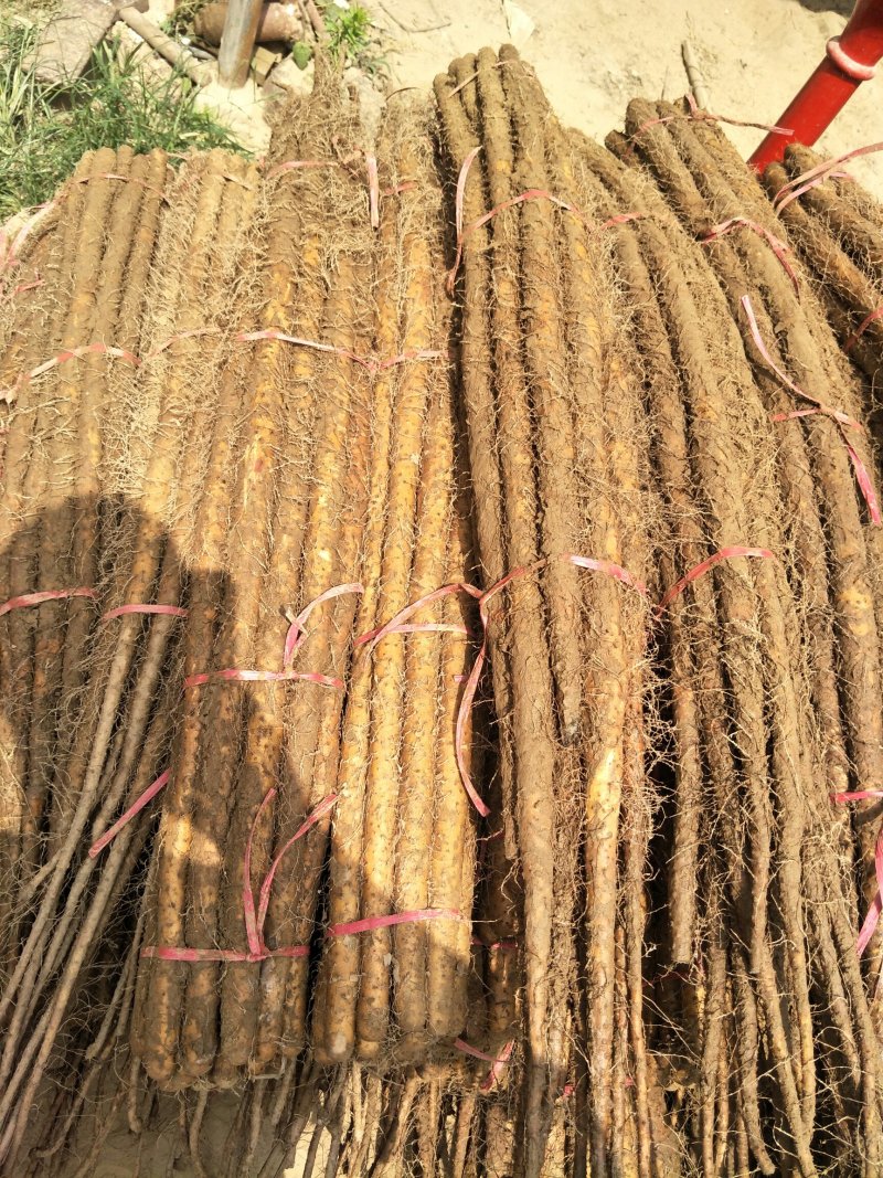 铁棍山药河北临漳冷库货