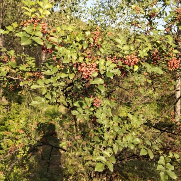 山地