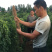麻山药，好条形好甜面糯，口感好