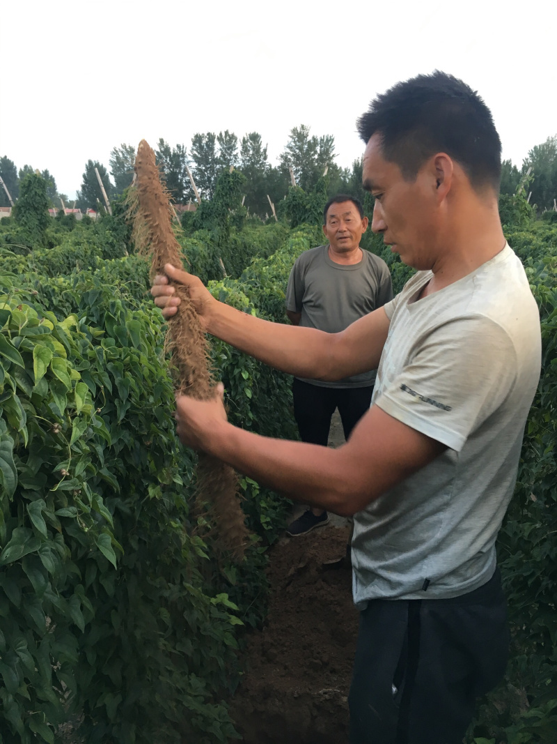 麻山药，好条形好甜面糯，口感好