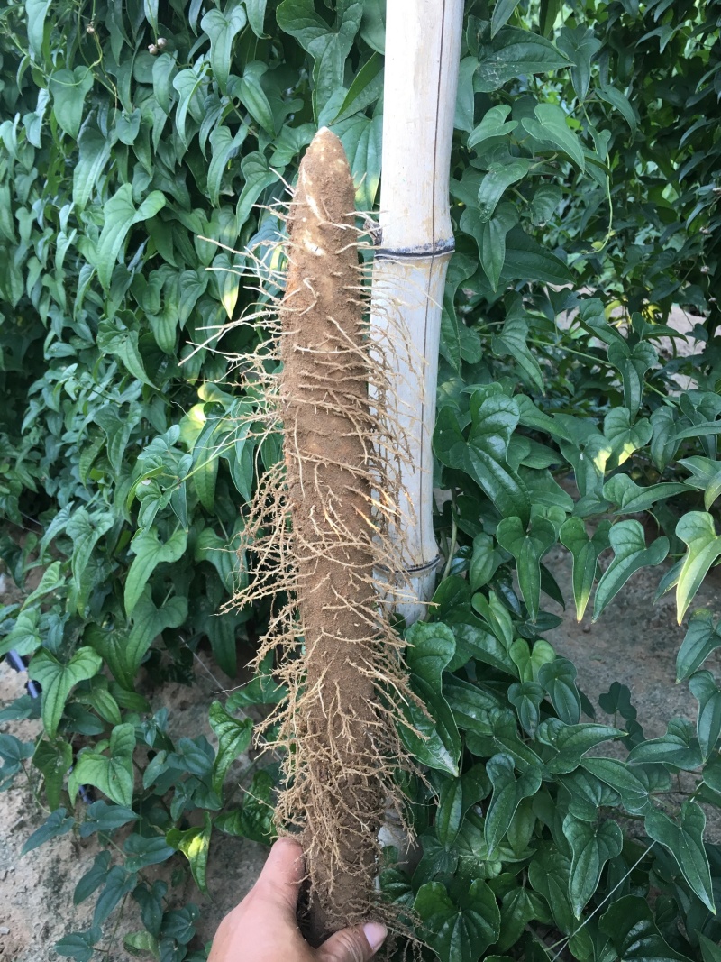 麻山药，好条形好甜面糯，口感好