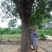黄连木，十五至七十公分原生冠精品黄连木
