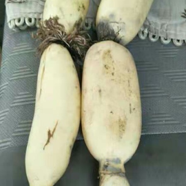湖北莲藕武植二号，炒藕