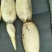 湖北莲藕武植二号，炒藕