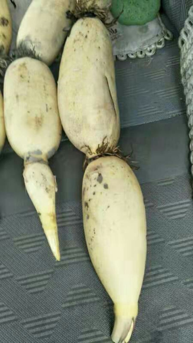 湖北莲藕武植二号，炒藕