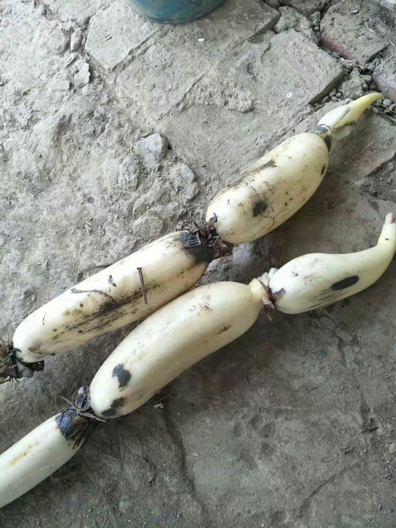 湖北莲藕武植二号，炒藕