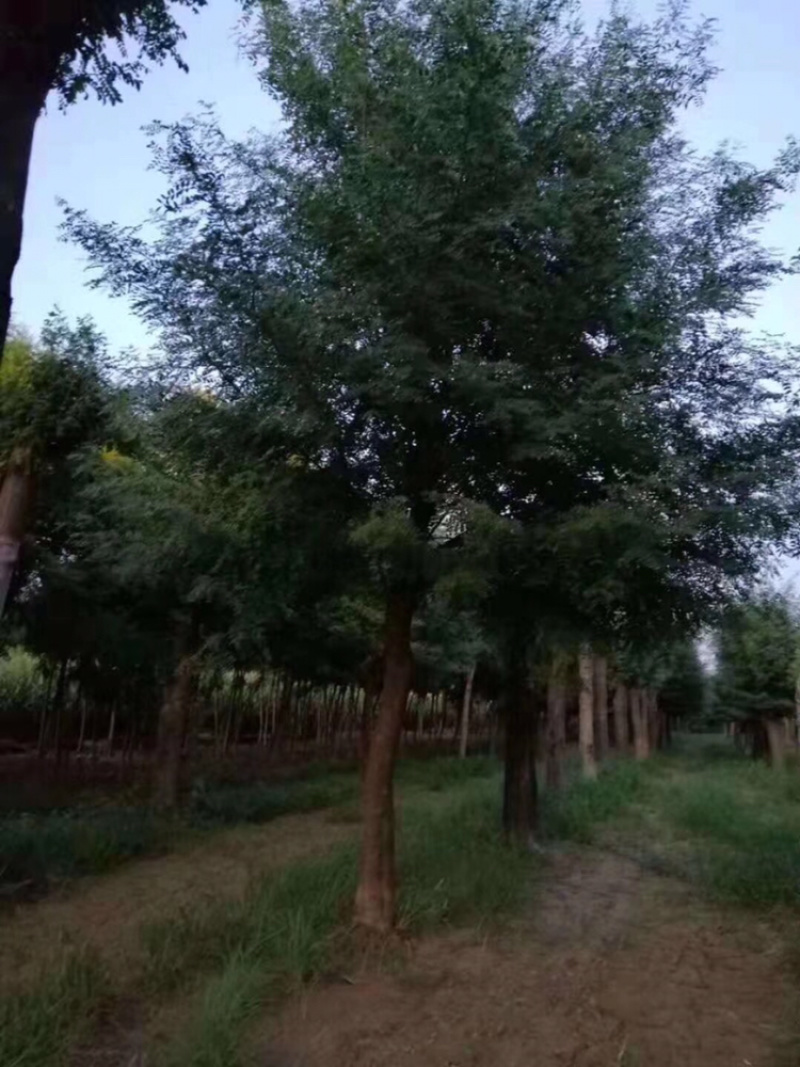 皂角20公分30公分40公分50公分皂角发帽皂角苗圃直供