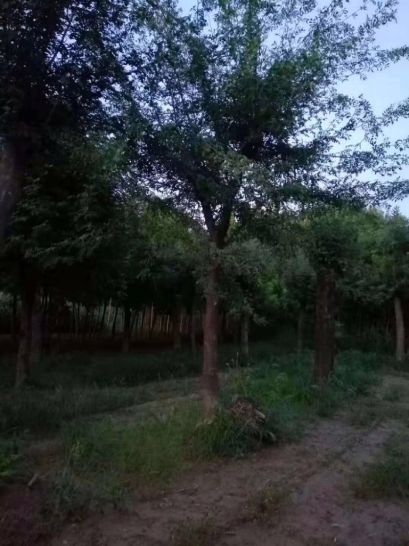 皂角20公分30公分40公分50公分皂角发帽皂角苗圃直供
