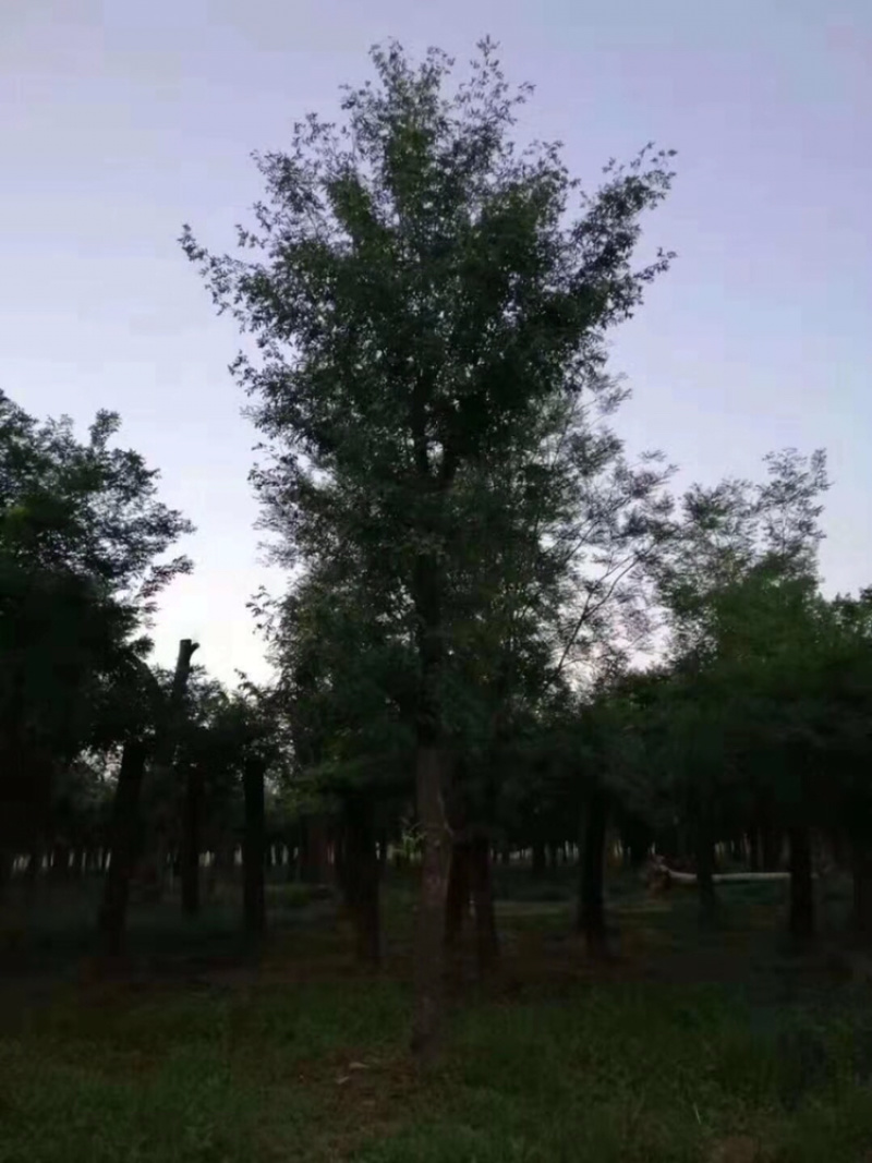 皂角20公分30公分40公分50公分皂角发帽皂角苗圃直供
