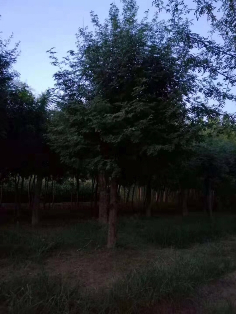 皂角20公分30公分40公分50公分皂角发帽皂角苗圃直供