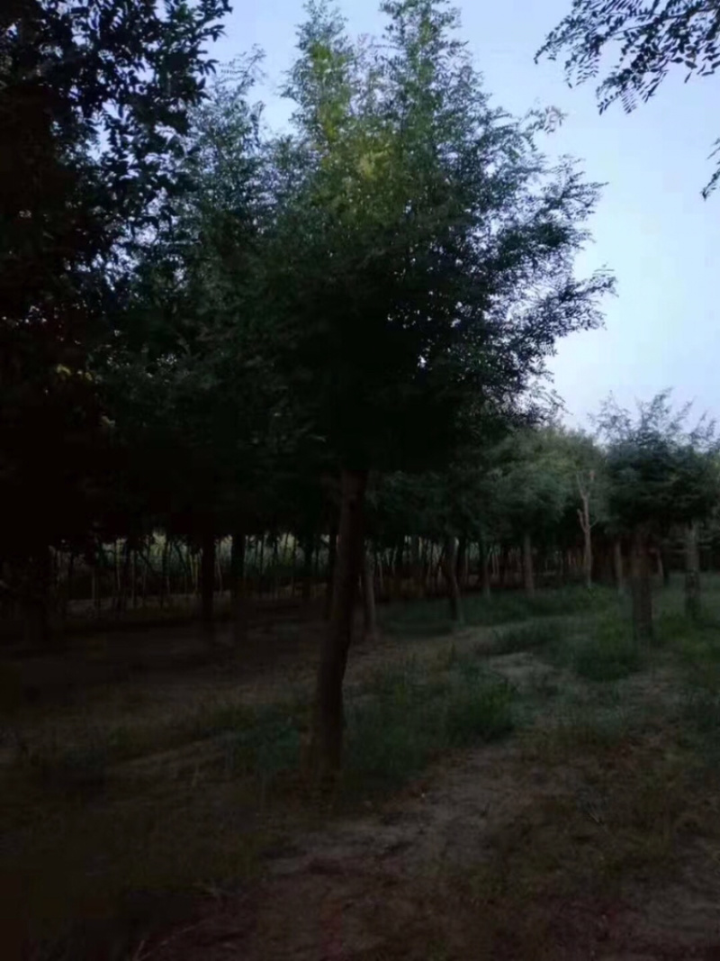 皂角20公分30公分40公分50公分皂角发帽皂角苗圃直供