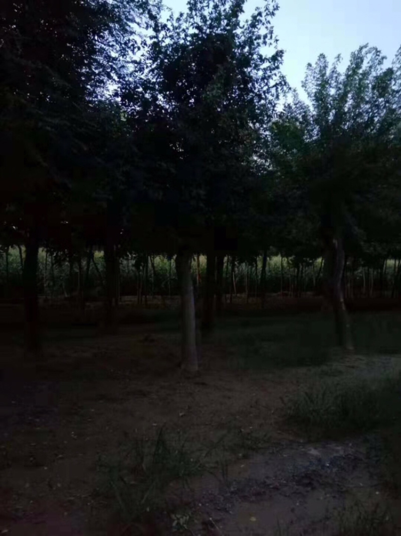 皂角20公分30公分40公分50公分皂角发帽皂角苗圃直供