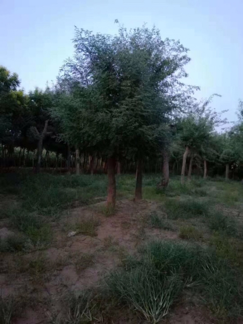 皂角20公分30公分40公分50公分皂角发帽皂角苗圃直供