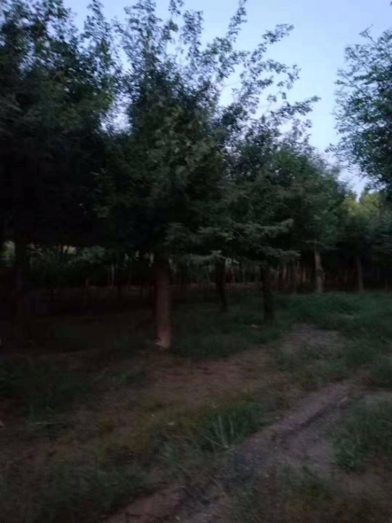 皂角20公分30公分40公分50公分皂角发帽皂角苗圃直供