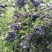 花楸果黑果花楸果鲜果(不老莓/野樱莓)鲜果2023年