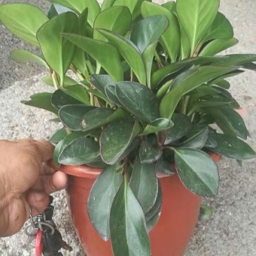 碧玉盆栽基地直发