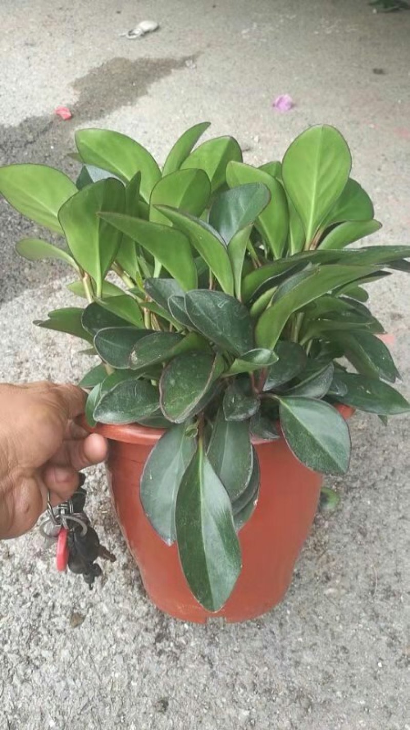碧玉盆栽基地直发