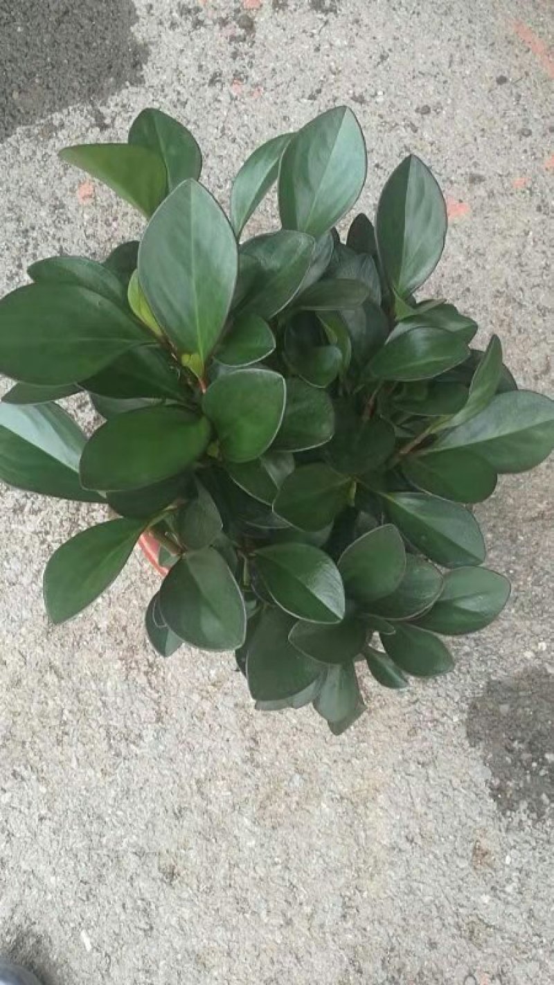 碧玉盆栽基地直发
