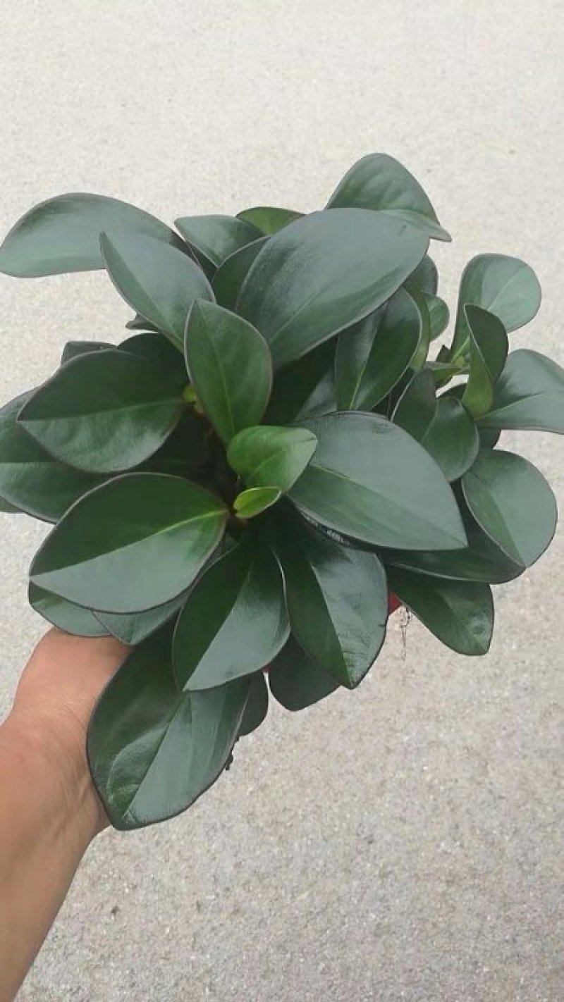 碧玉盆栽基地直发