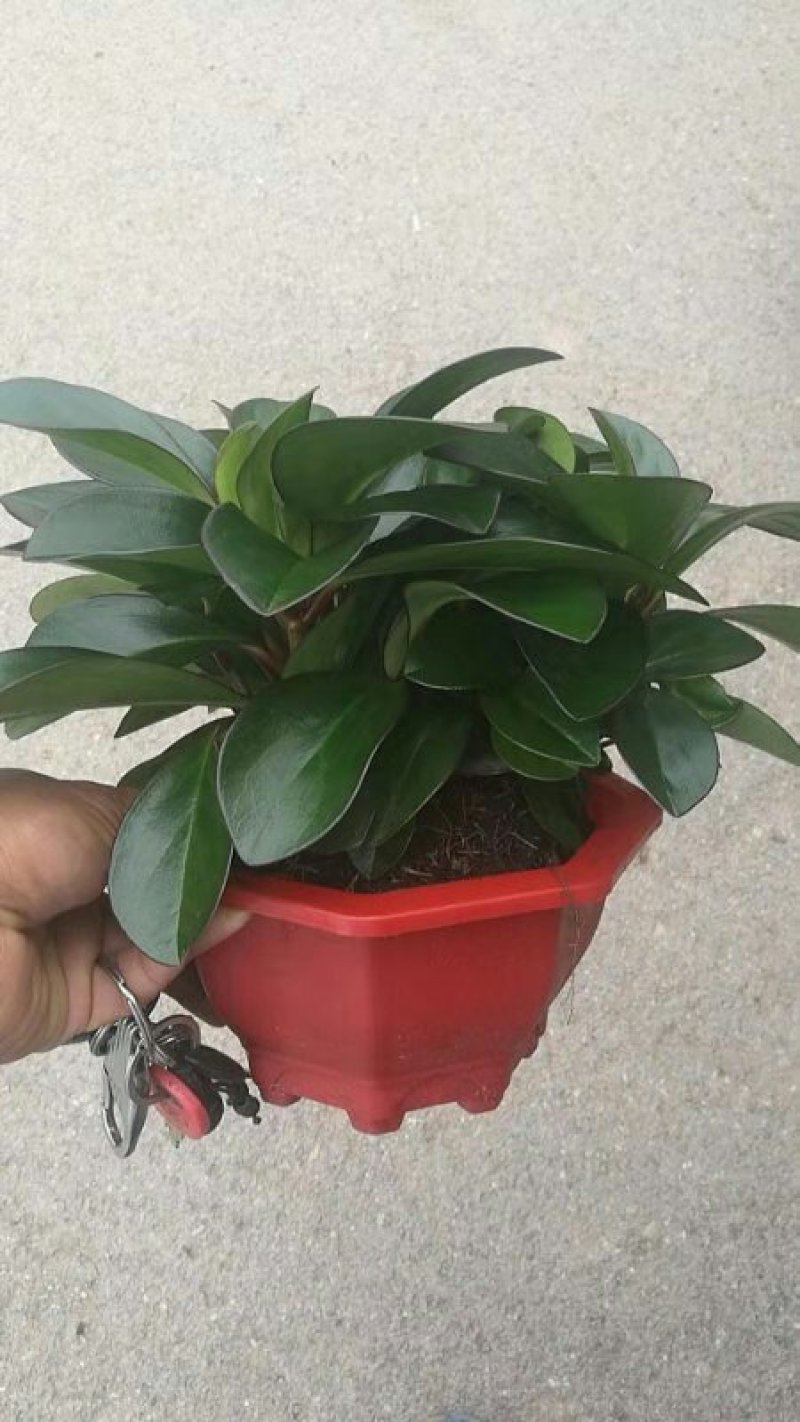 碧玉盆栽基地直发