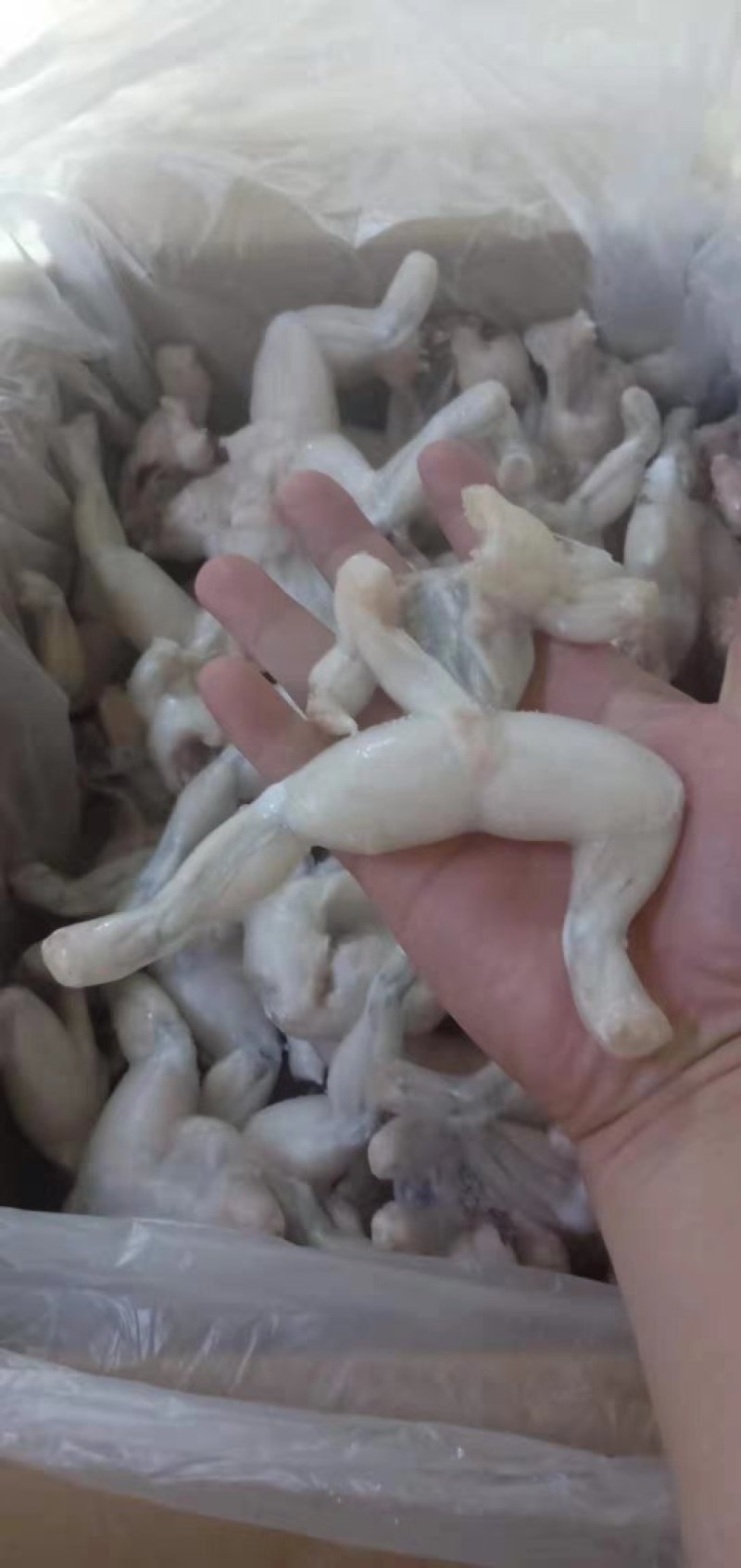 牛蛙，一手货源，货美价廉。
