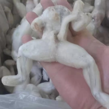 牛蛙，一手货源，货美价廉。