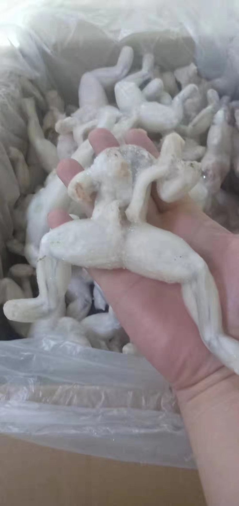 牛蛙，一手货源，货美价廉。