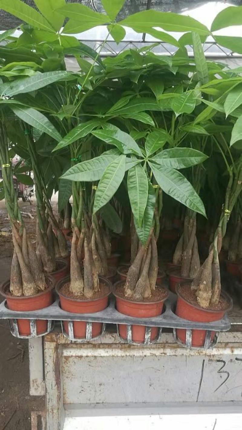 发财树盆栽基地直发