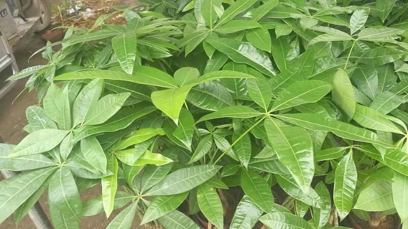 发财树盆栽基地直发