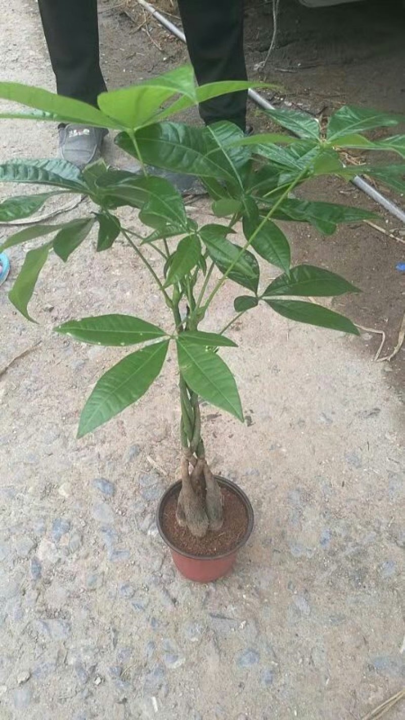 发财树盆栽基地直发