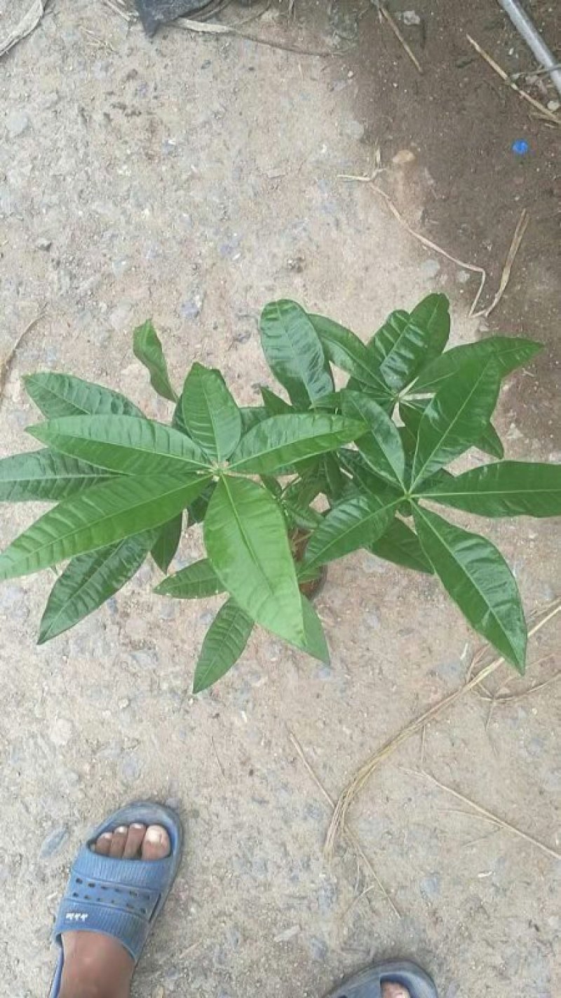 发财树盆栽基地直发