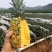 西瓜凤梨苗台湾金砖十六号甜蜜蜜凤梨苗有根包邮好种易活