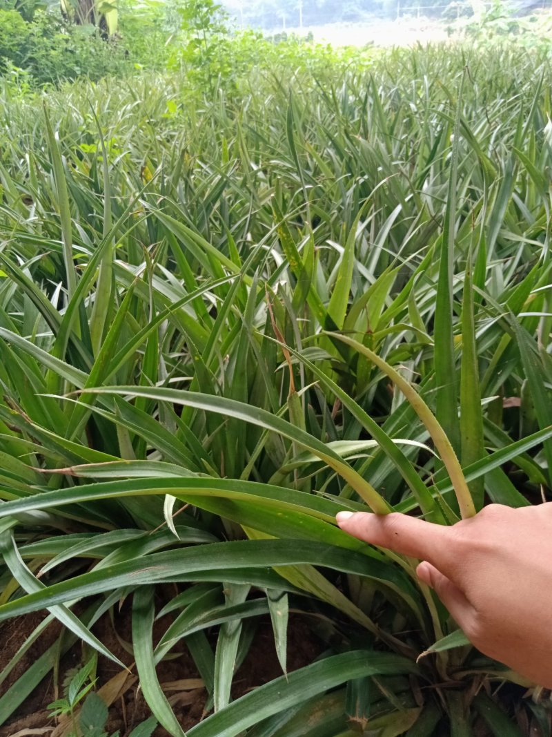西瓜凤梨苗台湾金砖十六号甜蜜蜜凤梨苗有根包邮好种易活