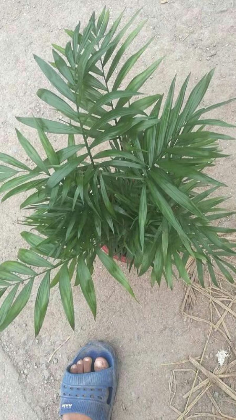 矮化椰子树基地直发
