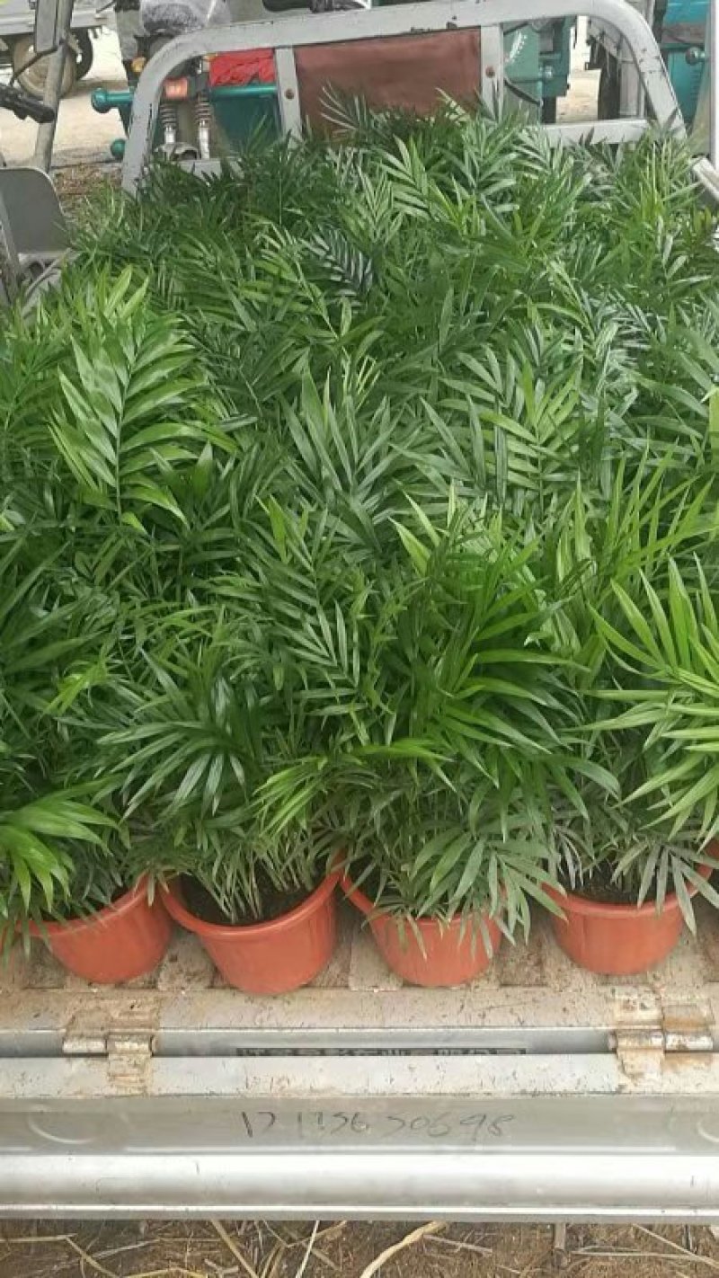 矮化椰子树基地直发