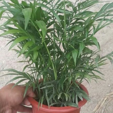 矮化椰子树基地直发