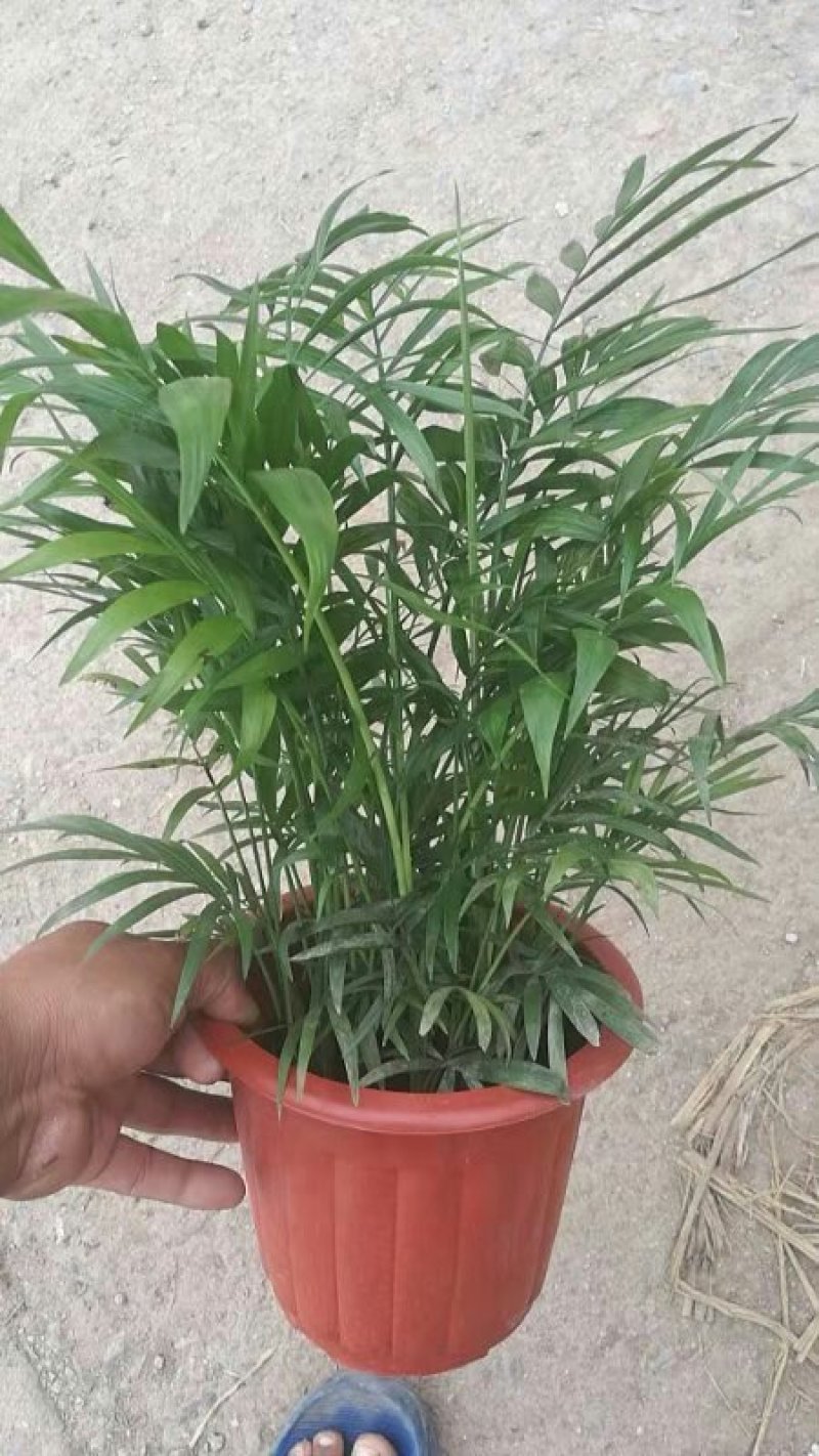 矮化椰子树基地直发